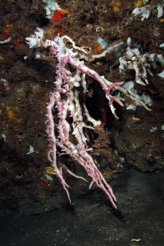 Ircinia in grotta